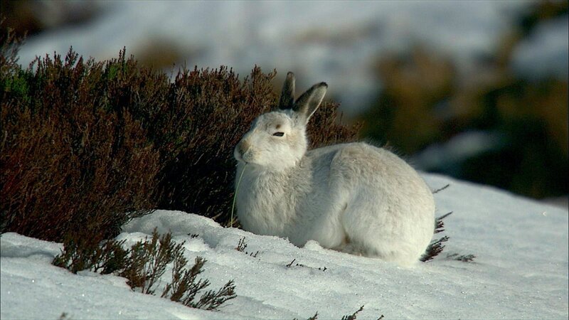 Das Fell eines Schneehasen ist weiß, damit er im Schnee nicht so leicht entdeckt wird. – Bild: WDR/​Maramedia/​BBC/​CBeebies