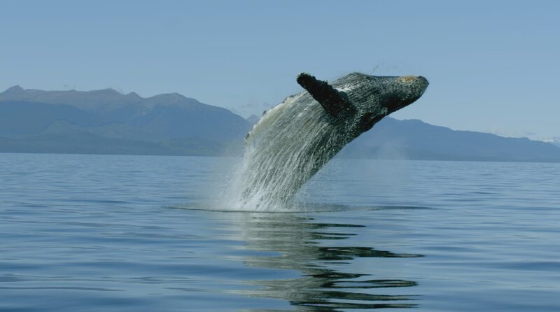 Buckelwale halten den ganzen Herbst in Alaska an, um sich zu ernähren. – Bild: ARTE/​ZED /​ Buckelwale können mehr als 15 Meter lang werden und bis zu 30 Tonnen wiegen. Nicht nur ihre Größe, sondern auch ihre Kommunikation mittels Walgesang macht sie zu hervorragenden Jägern.