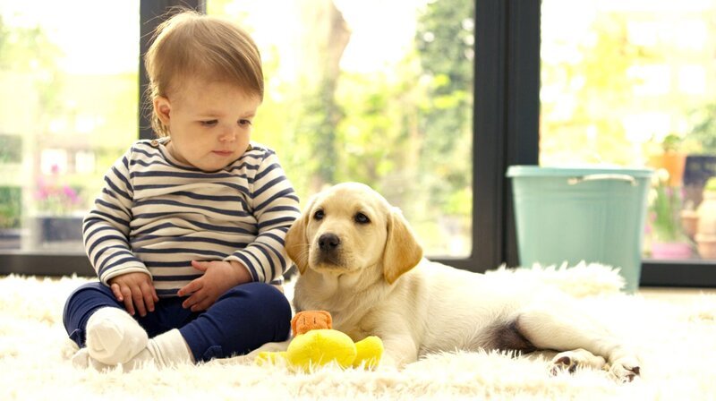 Labrador puppy with baby – Bild: phoenix/​ZDF/​BBC