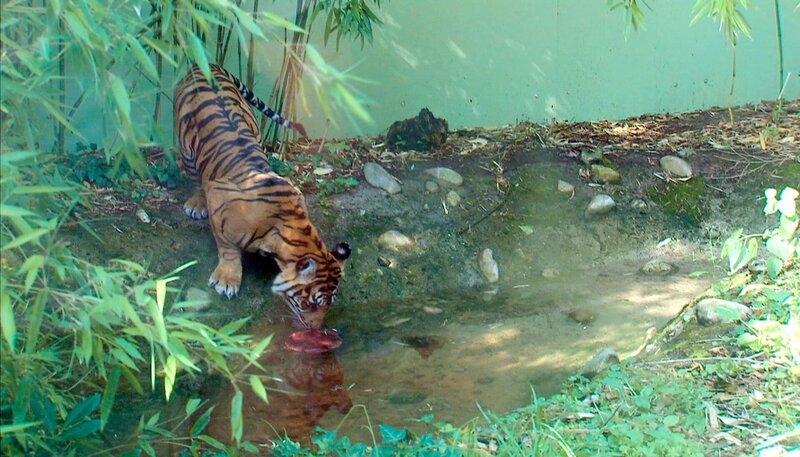 Tiger Berani im Frankfurter Zoo. – Bild: HR