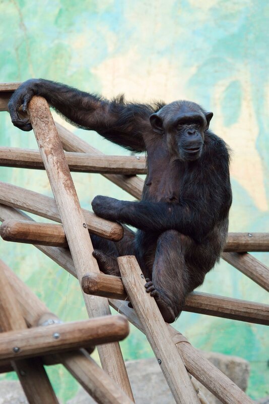 Die Schimpansen bekommen neue Kletterbäume. – Bild: Felix Heidinger/​Jens-Uwe Heins