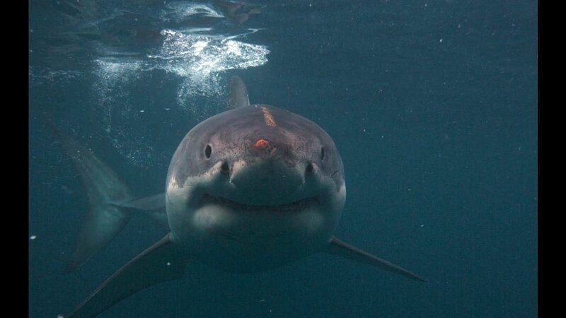 Shark from HELLO WORLD with Joan Jett. – Bild: Animal Planet