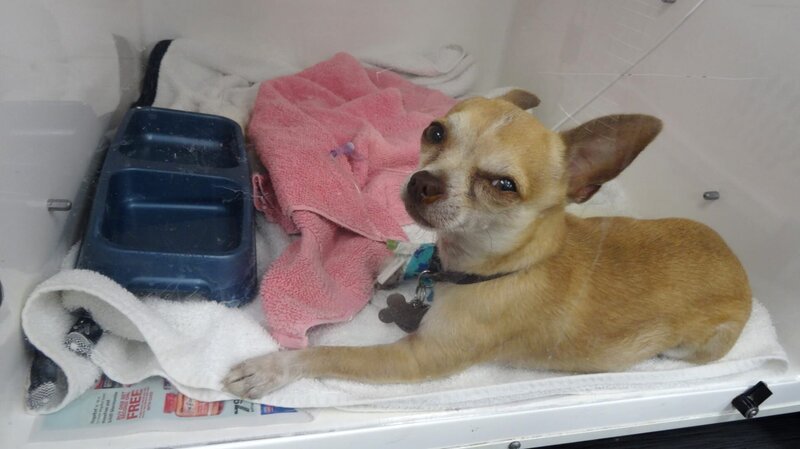 Shorty the Chihuahua in the incubator in the OR. – Bild: For merchandising, publishing & ancillary products, check talent contract, appearance & property releases.