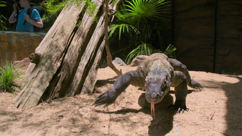 Komodo dragon. – Bild: Animal Planet