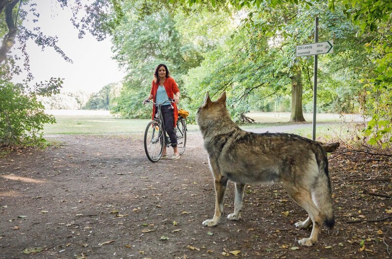 Auf dem Weg zur Arbeit steht der Wolf plötzlich vor Tierärztin Susanne Mertens (Elisabeth Lanz). Susanne ist nicht ganz sicher, ob es ein Wolf ist, weil die sich eigentlich nicht so nah an eine Stadt herantrauen. – Bild: ARD/​Steffen Junghans