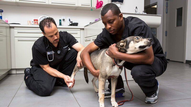 Dr. Blue and Dr. Lavigne as seen on Vet Life. – Bild: Discovery Communications, Inc.