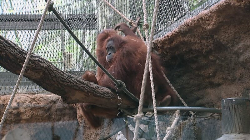 Orang Utan Dame Indah gewöhnt sich langsam an ihre neue Familie im Frankfurter Zoo. – Bild: BR/​HR