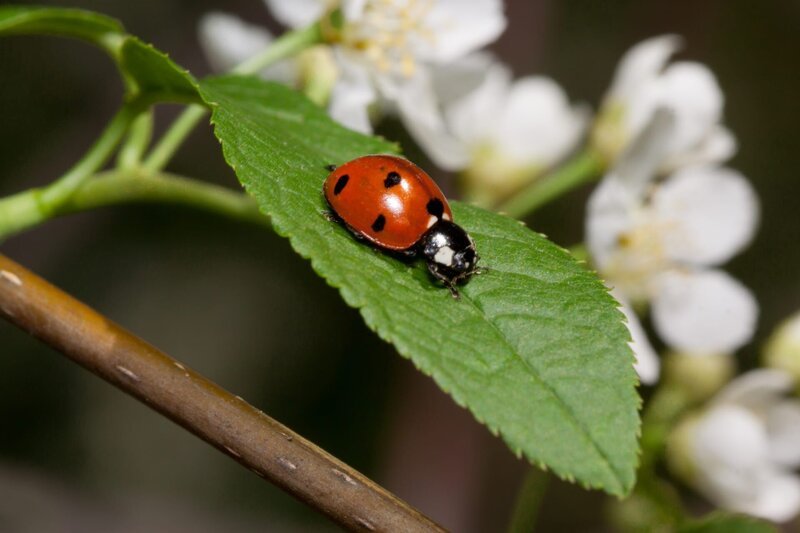 Beautiful ladybug is sitting on a green leaf of blooming bird cherry. – Bild: Shutterstock /​ Shutterstock /​ Copyright (c) 2018 Shutterstock. No use without permission.