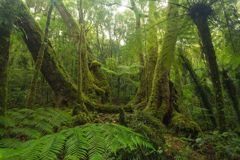 Spazieren Sie im australischen Regenwald auf dem Toolona Circuit – Bild: Shutterstock