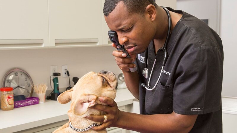 Dr. Blue untersucht einen Hund. – Bild: Shannon Faulk /​ Discovery Communications, Inc.