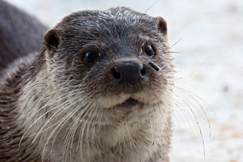 Otter haben keine dicke Fettschicht, aber ein extrem dichtes Fell, das sie im Winter vor Kälte schützt. – Bild: rbb/​NDR/​Christoph Hauschild