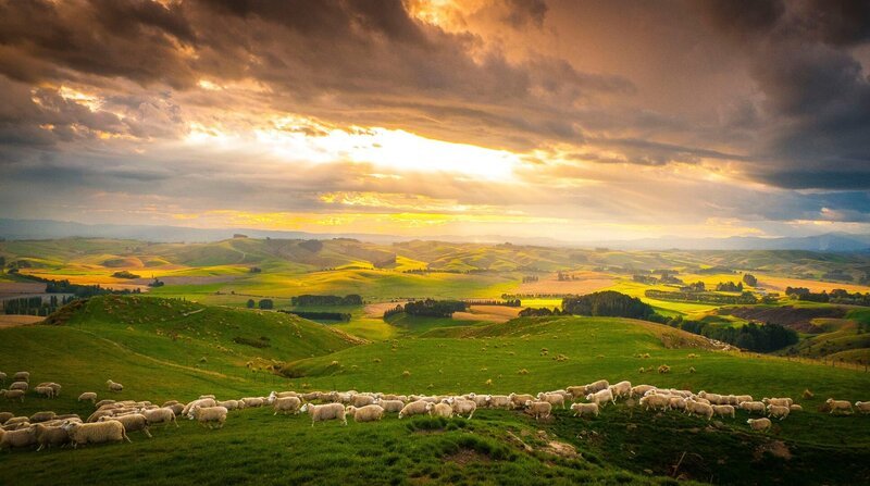 Die ersten Schafe wurden 1773 von Kapitän Cook nach Neuseeland gebracht. Im Jahr 1982 kamen auf jeden Einwohner Neuseelands 22 Schafe, heute sind es sieben Schafe pro Kopf. – Bild: ZDF und NDR/​BBC/​Nick Easton.