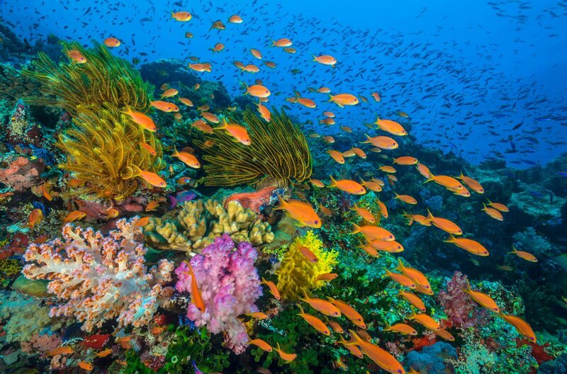 Ein lebhaftes Korallenriff in Fidschi. Tropische Riffe gehören zu den belebtesten Orten im Ozean. Fische, wie diese „Sea Goldies“, verbringen ihre Tage im Freien und suchen das Wasser über Korallenriffen. – Bild: phoenix/​WDR/​BBC NHU/​Jason Isley