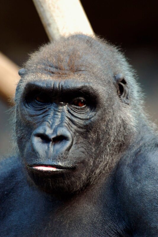 Sind Gorillakinder alle gleich? – Bild: Felix Heidinger/​Jens-Uwe Heins