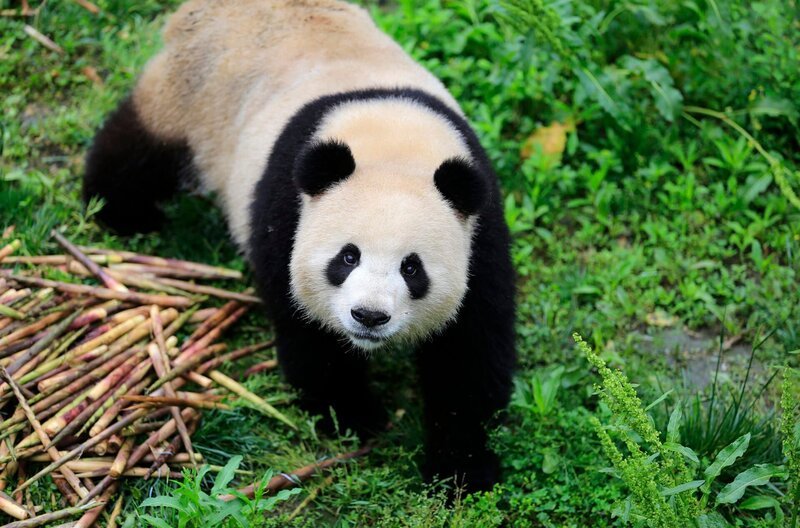 Alle sind im Panda-Fieber: Zoodirektor, Tierpfleger, Berliner, Touristen und Zoobesucher. Alle freuen sich gleichermaßen auf die Ankunft der knopfäugigen kuschligen Pandabären aus China. Das neue Panda-Paar zieht von Chengdu nach Berlin um. Der Zoo glich in den letzten Monaten eine Großbaustelle, denn eine neue Anlage mit einer eigens eingerichteten Quarantänestation wurde für die Pandas gebaut. – Meng Meng – Bild: rbb/​Zoo Berlin