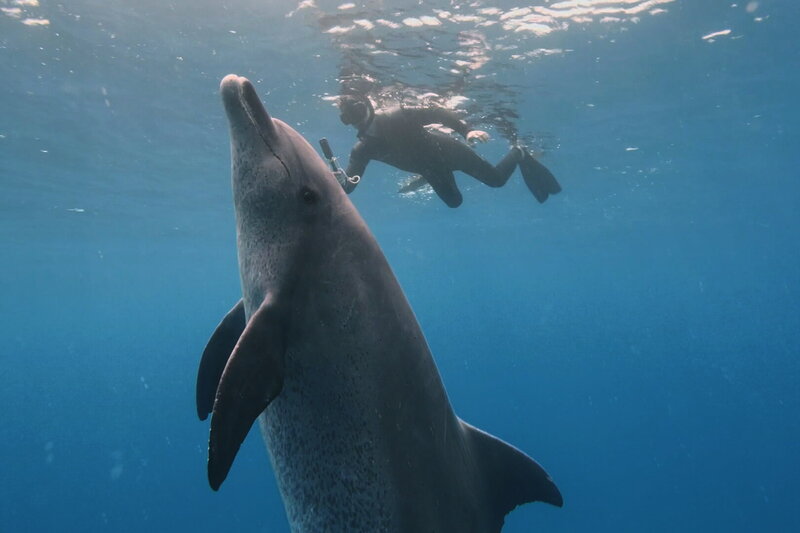 Im Bann der Delfine – Bild: SRF1