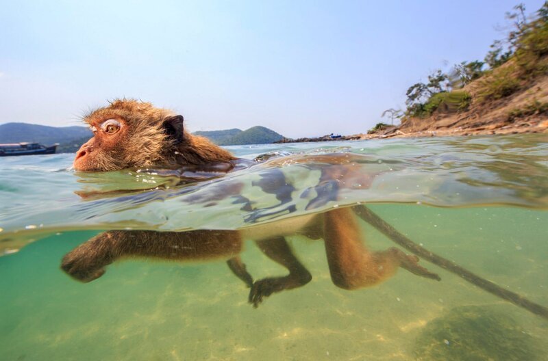 Makaken können unter Wasser sehen, was sie zu ausgezeichneten Tauchern macht. – Bild: Cyril Ruoso / © Cyril Ruoso Makaken können unter Wasser sehen, was sie zu ausgezeichneten Tauchern macht. – Bild: Cyril Ruoso / © Cyril Ruoso