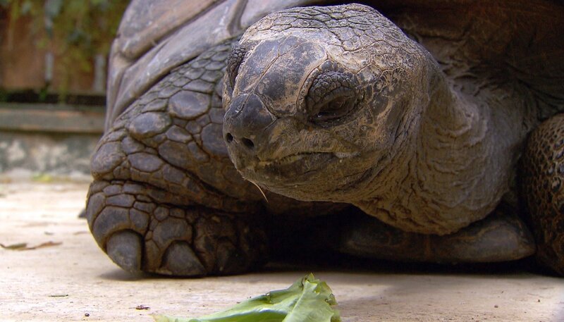 Schildkröte Romina frisst nicht genug. – Bild: BR/​NDR