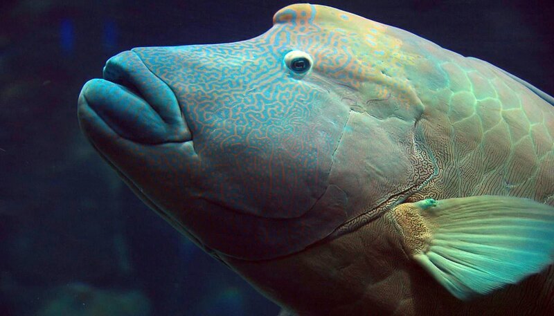 Der Napoleonfisch wird in das große Becken im Tropen-Aquarium umgesetzt. – Bild: BR/​NDR
