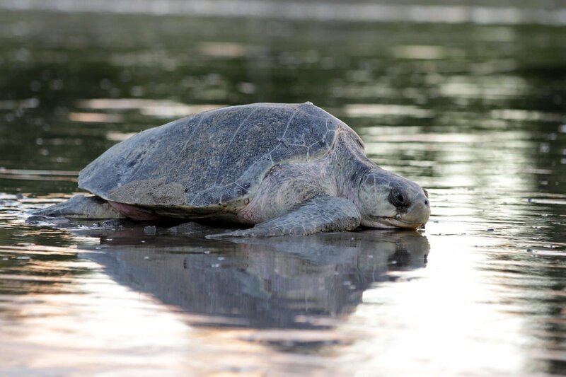 Eine Bastard-Olivschildkröte ist auf ihrem Rückweg ins Meer. – Bild: BR/​TEXT + BILD Medienproduktion GmbH