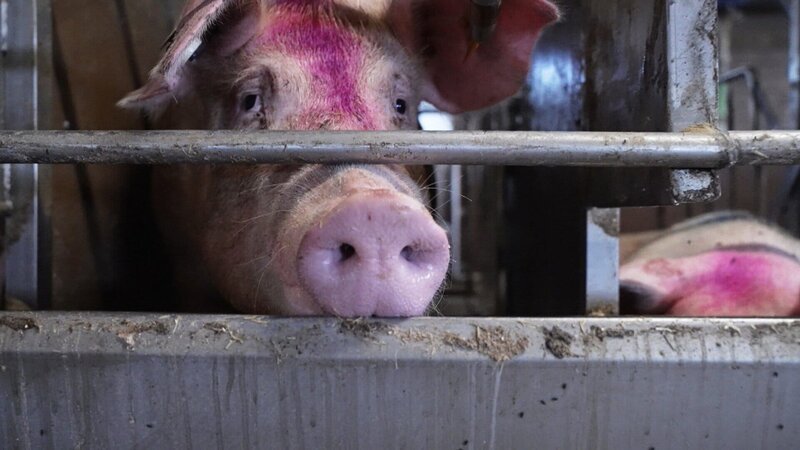 Stunk wegen Schweinegestank: Im luzernischen Hohenrain leben 5mal mehr Tiere als Menschen. – Bild: SRF