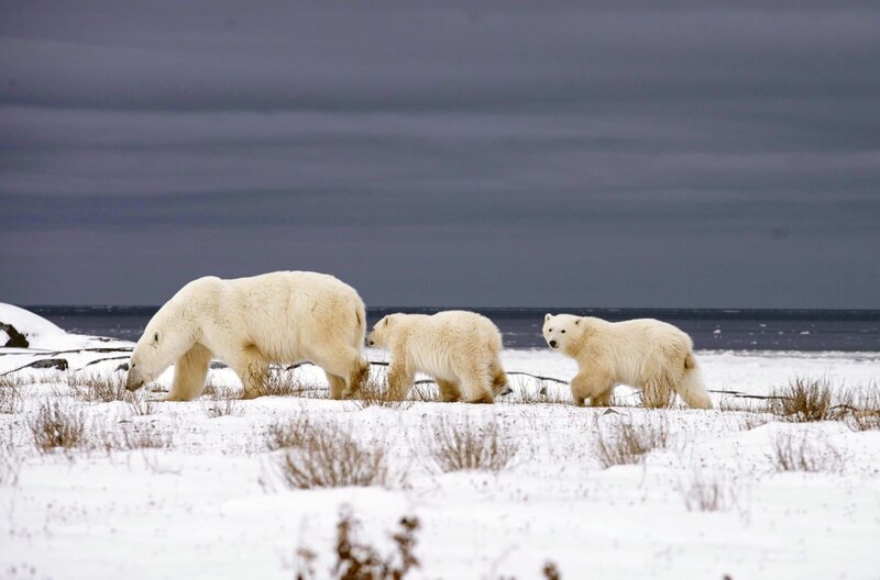 In Kanada ist diese Eisbärin mit ihren Jungen auf dem Weg zur Hudson Bay. Nach einer viermonatigen Fastenzeit wird es wieder Zeit zu jagen. – Bild: ARTE F /​ © Passion Pictures Ltd /​ © Passion Pictures Ltd