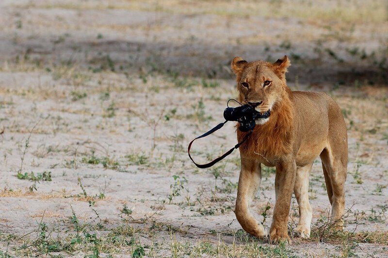 SRF DOK Tierische Momente – Schräg und lustig Junger Löwe mit Fotokamera SRF/​Marco Nagel – Bild: SRF1