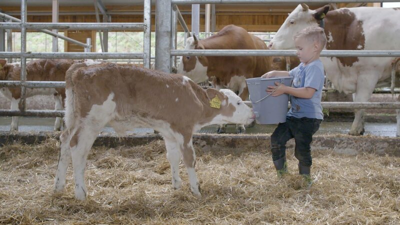 Aber eines macht Luis heute zum ersten Mal: dem Kälbchen Rinus Milch geben. – Bild: KiKA
