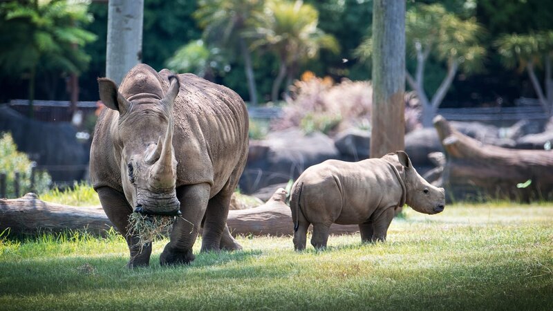 Baby rhino Carrie and his Mama Inyeti. – Bild: Animal Planet