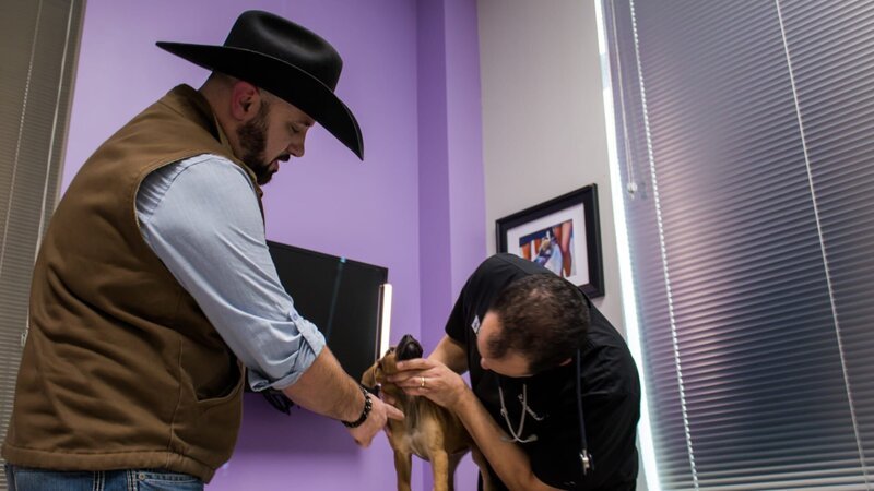 Dr. L and the owner look at JB’s neck. – Bild: Animal Planet /​ Discovery Communications