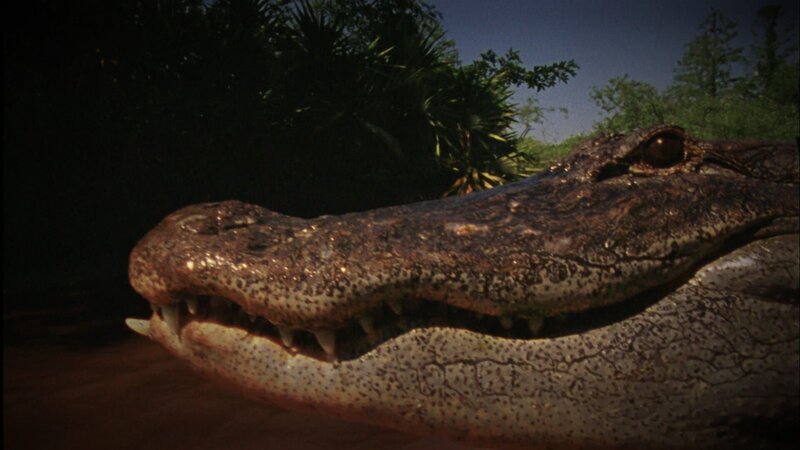 Alligator – Bild: Warner Bros. Discovery