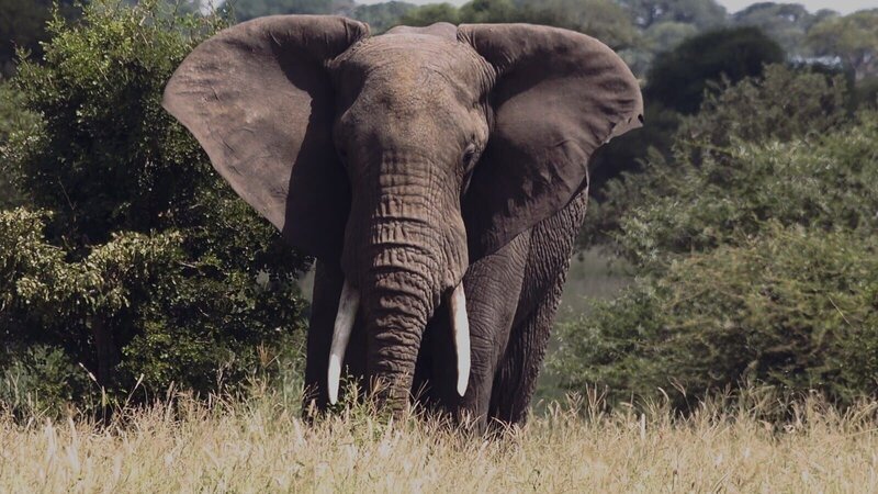 Alles in der afrikanischen Savanne ist groß: Riesige Flächen, der atemberaubend weite Himmel, große Herden und riesige Tiere. – Bild: N24 Doku