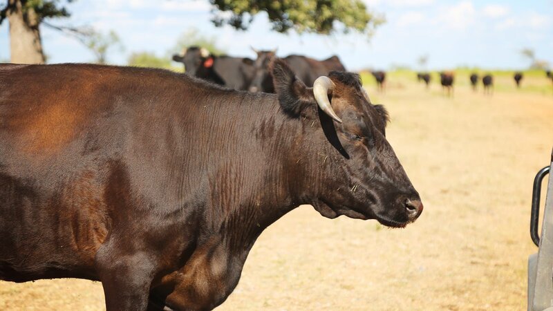 Kobe cattle. – Bild: Animal Planet