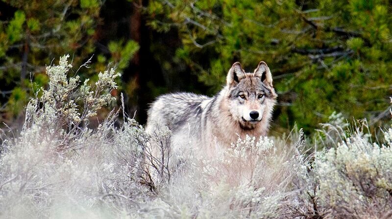 Für Yellowstone entpuppte sich die Wiederansiedlung der Wölfe als Segen. Denn die Tiere taten, was von ihnen erwartet wurde. Das Ökosystem veränderte sich grundlegend – mit überraschenden Folgen für Tier- und Pflanzenwelt. – Bild: phoenix/​ZDF/​Deby Dixon