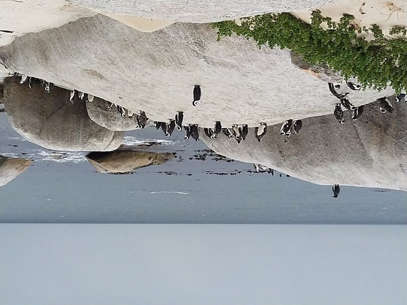 Pinguine am Boulders Beach in der Nähe von Kapstadt, Südafrika. Dies ist einer der wenigen Orte auf der Welt, wo Besucher die Tiere in freier Wildbahn aus nächster Nähe betrachten können. – Bild: Bewegte Zeiten Filmproduktion GmbH/​BR/​Sibylle Nies/​Sibylle Nies