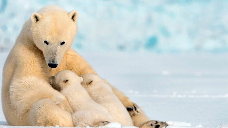Kaum aus der Geburtshöhle gerobbt, begeben sich die kleinen Eisbären mit ihrer Mutter auf Wanderschaft durch die eiskalte Gegend. Auf ihrem Weg warten viele Gefahren auf sie, wie hungrige Polarfüchse. – Bild: phoenix/​ZDF/​BBC