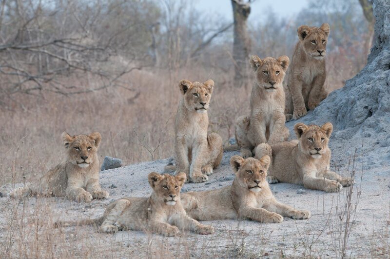 Mapogo Lions – Bild: Animal Planet
