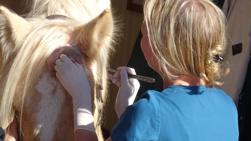 A ranch visit to Heart and Horses, to remove mass from Varsity’s head. – Bild: Animal Planet /​ Photobank 35179_ep311_038.JPG /​ Discovery Communications