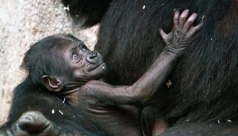 Dians Gorillababy im Frankfurter Zoo ist erst wenige Tage alt. – Bild: phoenix/​HR