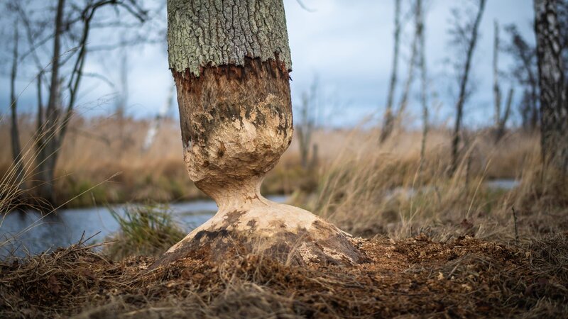 Arten retten! Wie wild kann Deutschland werden? – Bild: Stefan Schwill /​ Stefan Schwill /​ Stefan Schwill /​Stefan Schwill