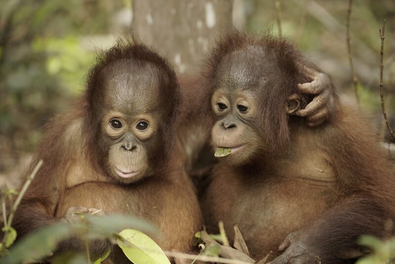 Vi får historiene og følger arbeidet med orangutanger ved verdens største rehabiliteringssenter for orangutanger. – Bild: Blue Ant Media Solutions Inc, MMXVIII Lizenzbild frei