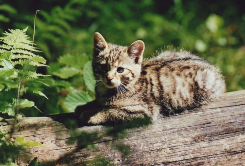 Eine junge Wildkatze im Nationalpark Bayerischer Wald. – Bild: BR/​Markus Schmidbauer