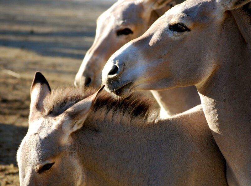 Schön und selten: Somaliwildesel zählen zu den seltensten Säugetieren. – Bild: BR/​SWR/​Frieder Bundt