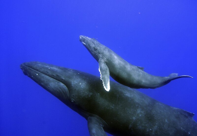 Noch klein und doch schon ziemlich groß: Die Kälber der Buckelwale wiegen bei der Geburt vor Hawaii über eine Tonne. Zwölf Monate lang bleiben sie bei ihrer Mutter. – Bild: BR Fernsehen
