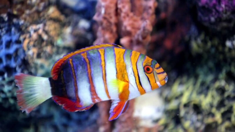 Pomacentridae Fish. – Bild: Tanja Bachetzky /​ Animal Planet /​ Discovery Communications
