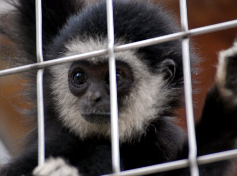 Gibbon. – Bild: BR/​SWR/​Frieder Bundt