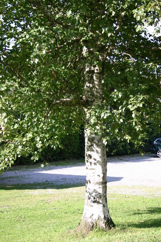 Der weiße Stamm verrät es schon von Weitem, dass hier eine Birke steht. Doch die weiße Rinde ist nicht das einzige Besondere an diesem Baum. Zum Beispiel treibt sie im Frühjahr als eine der ersten heimischen Bäume die Blätter aus und gilt daher als Sinnbild des Lebens. – Bild: BR/​Annette Goossens/​Annette Goossens