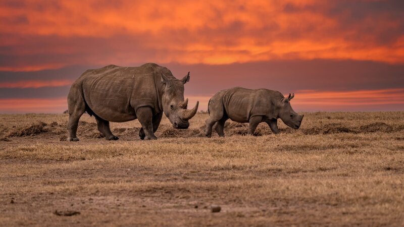 Rhinos – Bild: Shutterstock /​ Shutterstock /​ Copyright (c) 2021 Vaclav Sebek/​Shutterstock. No use without permission.