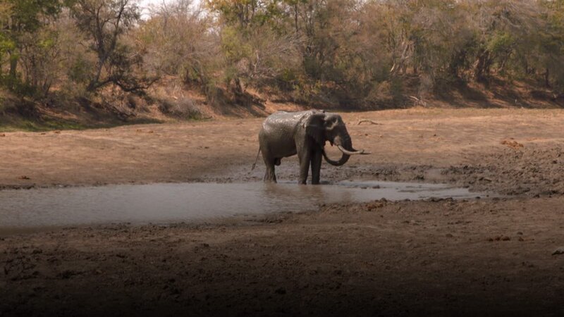 Elefantenbulle Matambu – Bild: Curiosity Channel