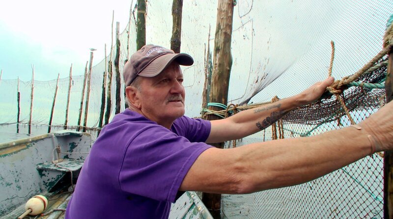 Jeff Foster stellt in der Bay of Fundy ein traditionelles Fischwehr auf, mit Pfosten im Meeresboden. Mit Glück geht ihm hier ein ganzer Schwarm ins Netz. – Bild: ZDF und NDR/​Fundy Media Inc..